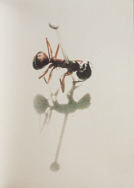 Mark Morrisroe