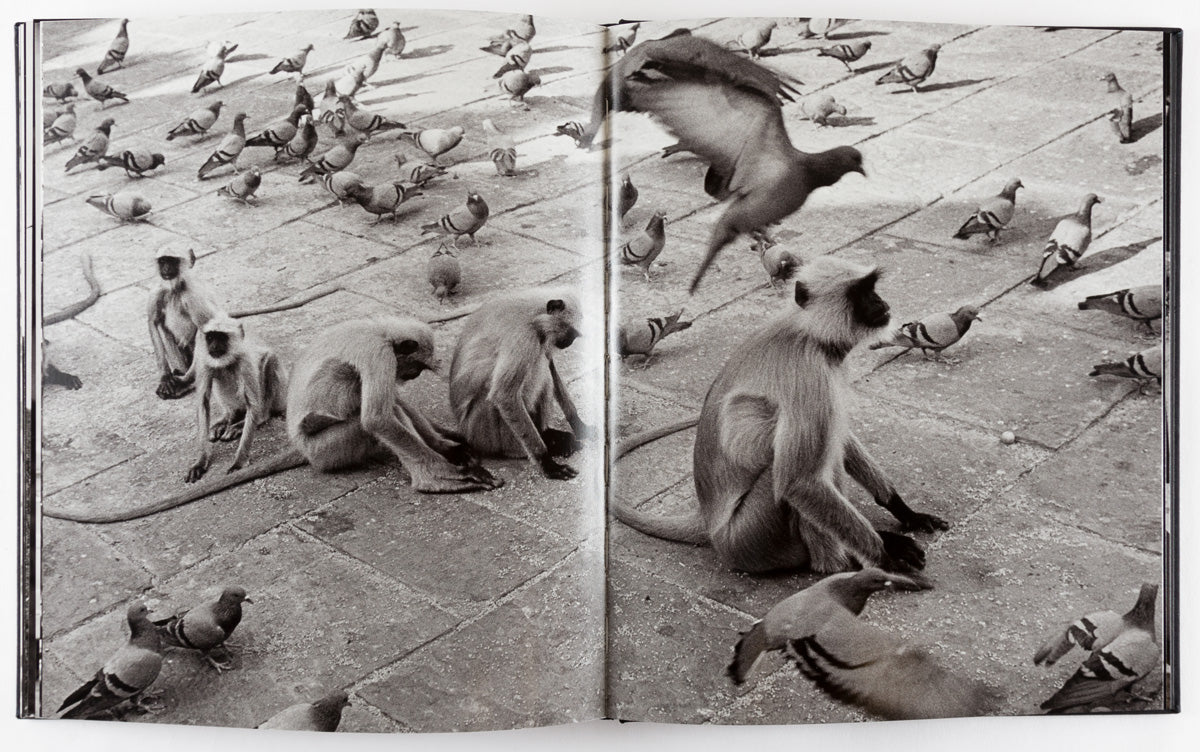 Pajaros